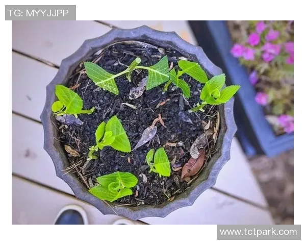 盆栽养护全指南：从选择土壤到日常管理的细节与技巧